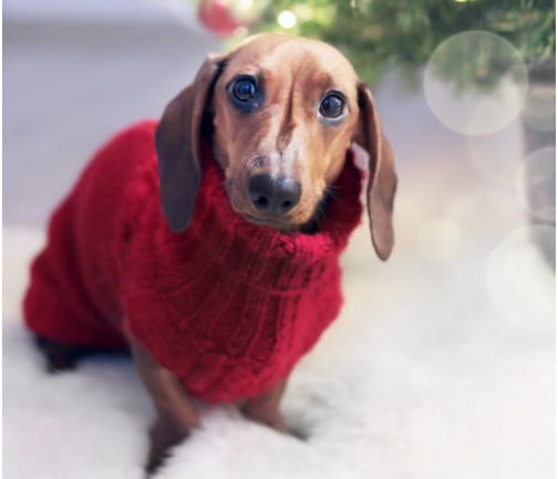 Dog in Christmas Jumper